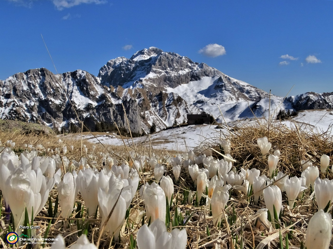 62 Fioritura di Crocua vernus al Monte Campo con bella vista in Arera.JPG